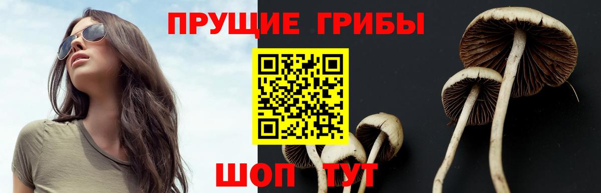 Галлюциногенные грибы Psilocybe Подольск